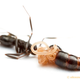 Illustration for article titled Your daily dose of nightmare fuel: squiggly ant-parasites from hell